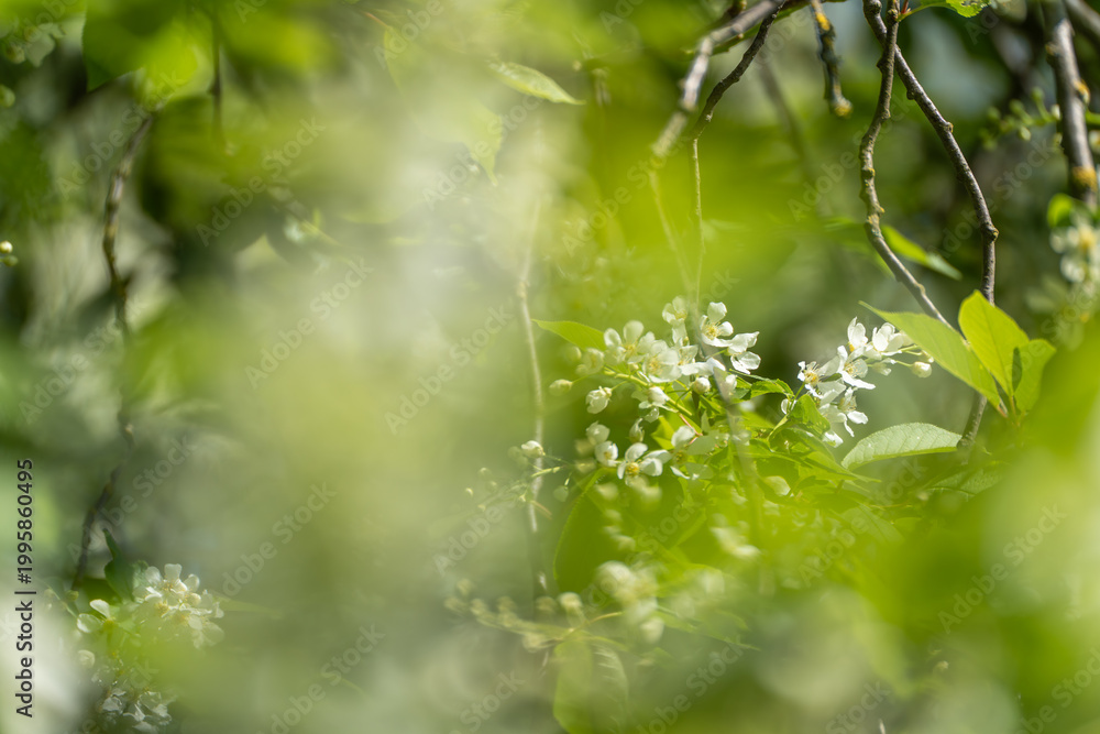 Fototapeta premium Soft light filters through green leaves. White blossoms peek through the blur. Branches frame a gentle, natural scene. Fresh spring air whispers in the breeze. Ideal for serene nature or garden themes