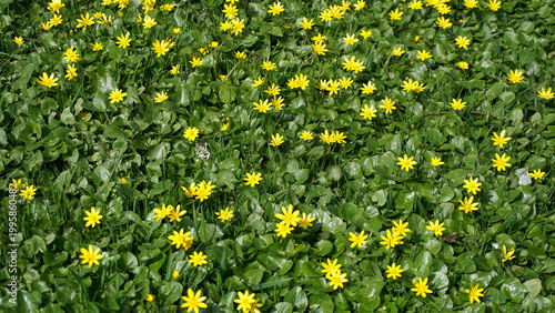 Carpet of blooming Ranunculus ficaria covering forest floor with bright yellow star shaped flowers and glossy green leaves, symbolizing early spring renewal, natural groundcover and seasonal change
