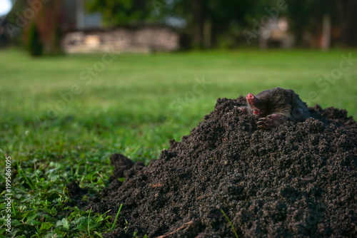 Wild mole emerging from fresh dark molehill mound on green lawn, garden pest control, lawn care services, and landscaping damage awareness