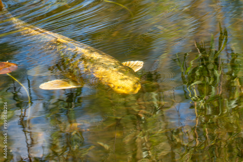 Fototapeta premium Golden fish glides through calm, sunlit water. Ripples dance around its smooth, yellow scales. Green plants sway gently beneath the surface. Sunlight filters through, creating warm, glowing patterns