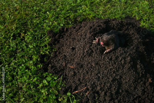 Wild mole emerging from fresh dark molehill mound on green lawn, garden pest control, lawn care services, and landscaping damage awareness