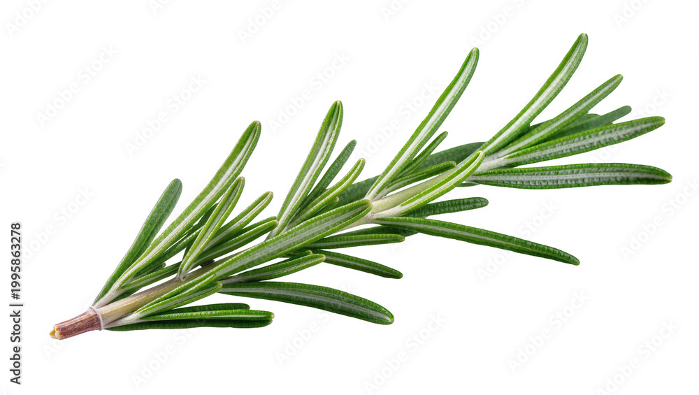 Fototapeta premium Fresh green Rosemary sprig with needle-like leaves and woody stem