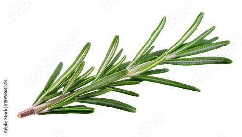 Foto Fresh green Rosemary sprig with needle-like leaves and woody stem