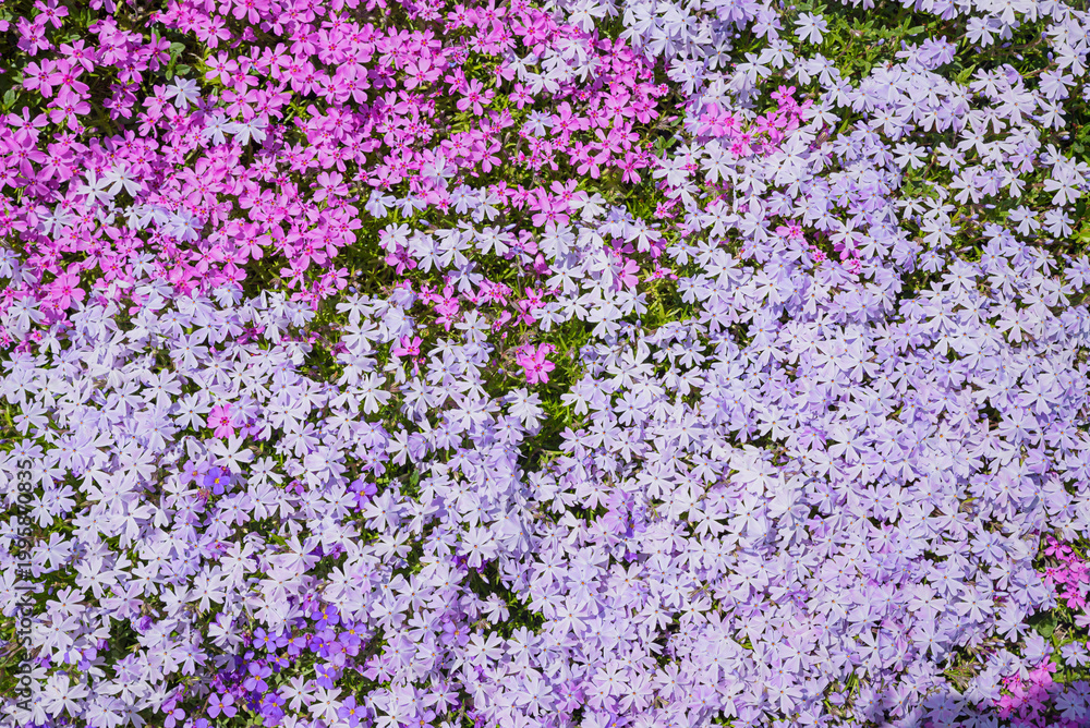 Obraz premium Flowering cushion phlox in shades of pink. Ground cover perennial in spring.