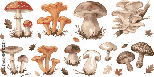 Autumn Mushroom Illustration Set – Hand Drawn Forest Fungi Collection