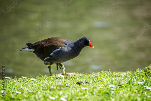Close up side view of a Moorhen walking in grass and diasies at lake edge in Wiltshire, UK in Spring time