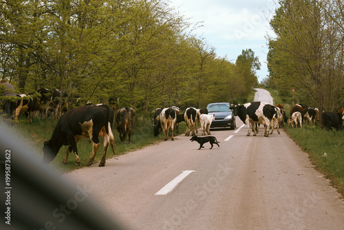 A rural road scene captured from inside a moving car, where a large herd of cows completely fills the roadway. An approaching vehicle slowly navigates through the animals.