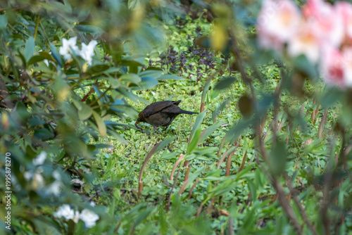 Bird pecks at ground among lush greenery. Soft pink blooms frame the scene gently. Foliage blurs edges, drawing focus to the bird. Nature's quiet moment captured in rich detail