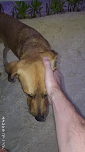 Friendly dog being petted by human hand on sandy beach, tropical travel and animal interaction concept