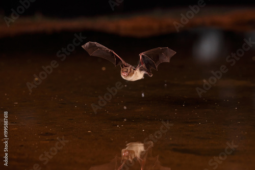 Canvas Print 01821-00105 Big Brown Bat (Eptesicus fuscus) skimming pond for a drink Pima Co