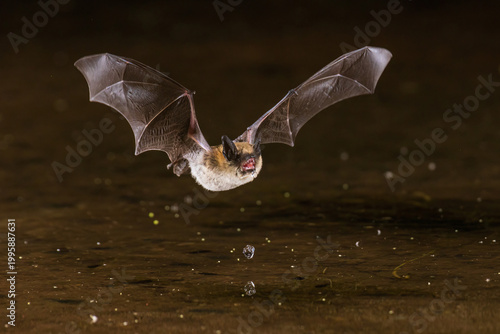 01834-00107 Long-eared Myotis (Myotis evotis) skimming pond for a drink Pima Co. AZ