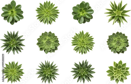 Collection of twelve green succulent vector illustrations in a flat lay grid isolated on white background