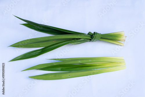 Pandan leaves (Pandanus amaryllifolius) on a white background. Pandan leaves are a basic cooking ingredient
