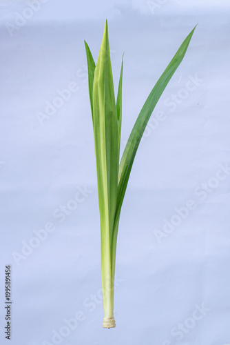 Pandan leaves (Pandanus amaryllifolius) on a white background. Pandan leaves are a basic cooking ingredient