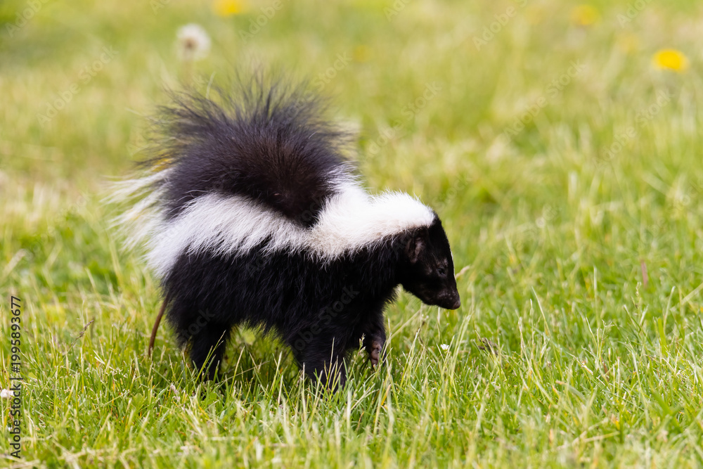 Naklejka premium 01890-00618 Striped Skunk (Mephitis mephitis) digging for food Marion Co. IL