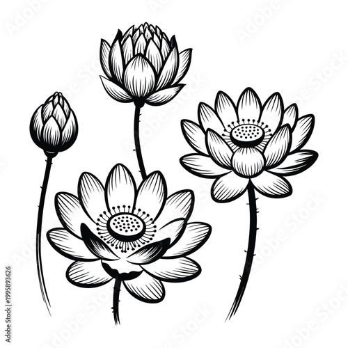 Lotus flower illustration with buds and blooming flowers in black and white