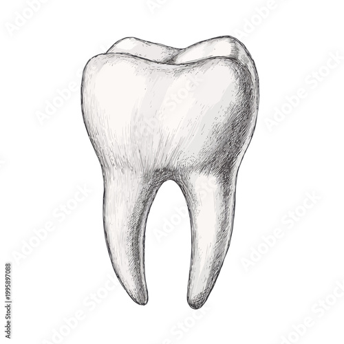 Detailed pencil drawing of a single tooth on white background