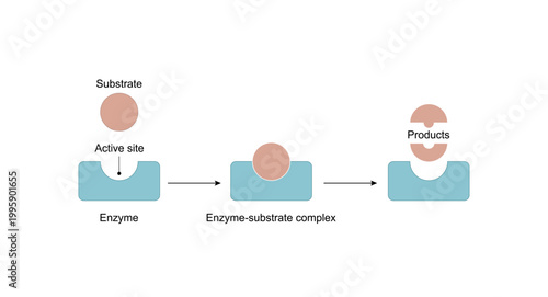 Enzyme function. substrate, enzyme, enzyme-substrate complex. Enzymatic reaction. Key and lock. Scientific design. Vector illustration.	
