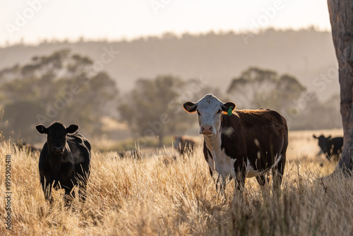 Cuadro en lienzo Stud beef hereford cows in a field on a farm in England