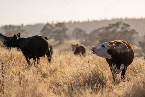 Konstfotografi stud wagyu cows and bull in a sustainable agriculture field in summer