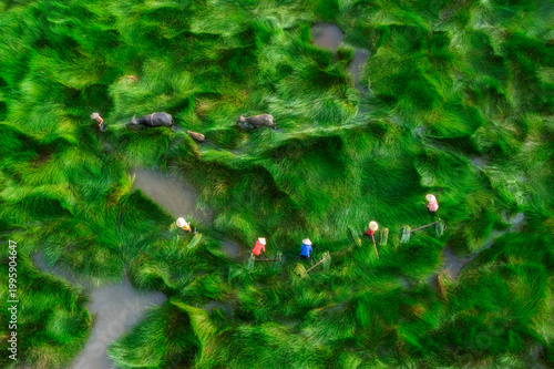 View of a farmer family harvests the grass, which is a raw material for weaving mats and many traditional items in Hoi An, Da Nang, Vietnam. Travel, landscape concept