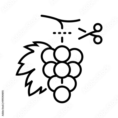 Grape harvest icon. Agriculture and viticulture line symbol. Black and white.
