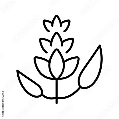 Licorice plant icon. Science and herb line symbol. Black and white.