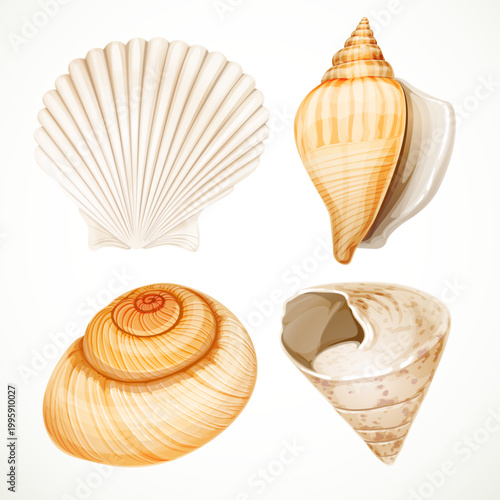 Set realistic seashells isolated on white background