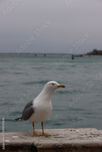 seagull on the wall, Venice 