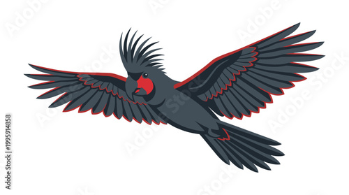 Palm Cockatoo Flying with Spread Wings Illustration
