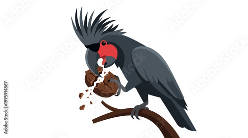 Palm Cockatoo Cracking Nut on Branch Illustration