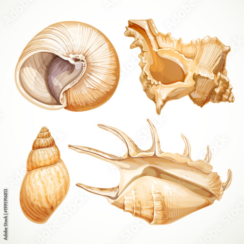 Set realistic seashells isolated on white background 2