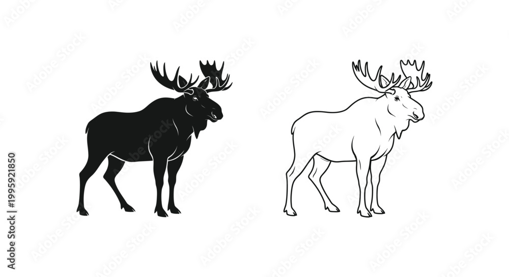 Fototapeta premium Moose vs Elk Antlers Comparison Guide Vector