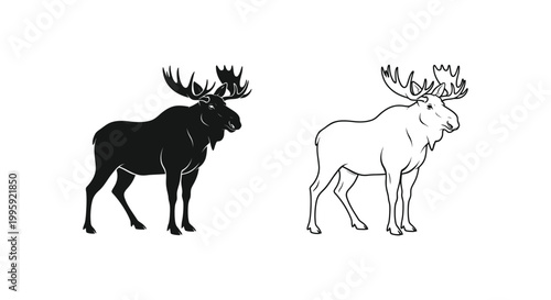 Moose vs Elk Antlers Comparison Guide Vector
