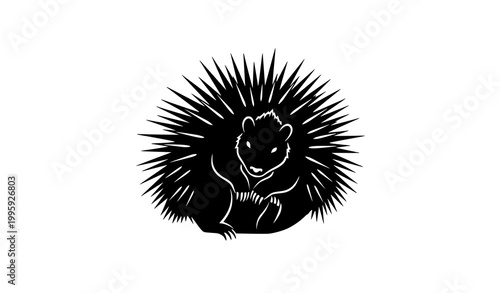 Curled porcupine silhouette vector illustration defensive pose isolated on white background for wildlife protection concept design
