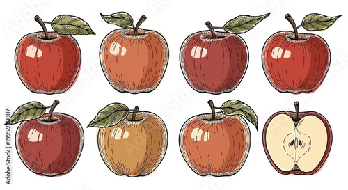 collection of hand drawn apples showing eight different red and yellow fruits with green leaves in a vintage engraved style on white background.