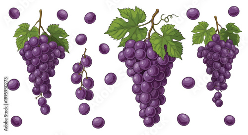 Grapes bunches and single berries vector collection featuring purple fruit clusters with green leaves on white background for vineyard farm harvest and organic food design projects isolated.