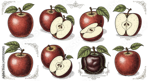 Red apple fruits whole and half with leaves engraving vector vintage illustration set isolated on white background hand drawn design element collection.