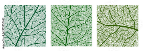 Leaf plant texture with green veins, macro background of tree foliage cells. Botany tree cellular lattice vector backdrop, leaf vein tissue transparent pattern. Plant cell closeup texture background