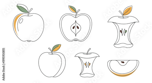 Collection of apple outlines and cutouts showing whole fruits half apple and core with stem and leaves simple line art style.