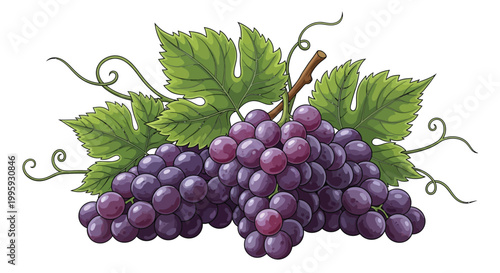 Lush ripe bunch of purple grapes with green leaves and curly tendrils on a sturdy brown stem, ready for harvest.
