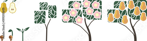 Educational infographic of a pear tree (Pyrus communis) life cycle, minimalist flat vector illustration