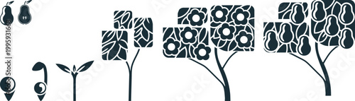 Educational life cycle of a pear tree (Pyrus communis), flat minimalist infographic icon set