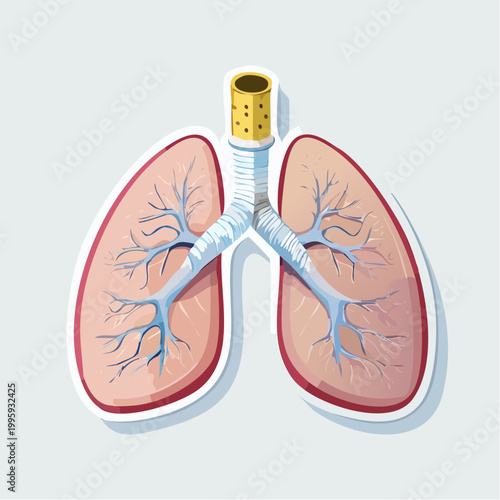 Illustration of Human Lungs and Trachea