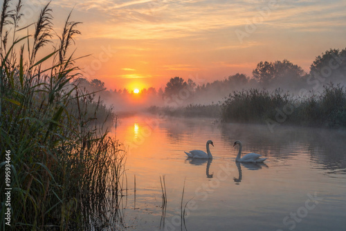 two graceful swans swimming on a misty river during a golden, glowing sunrise.