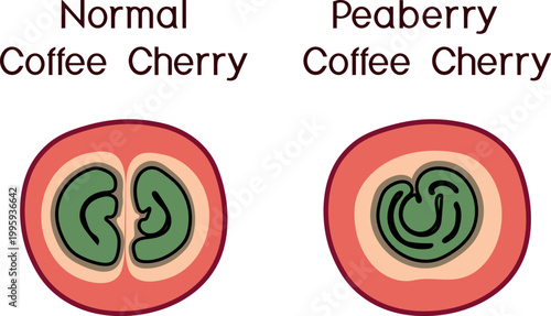 Comparison of normal and peaberry coffee cherry (Coffea arabica) anatomy, educational infographic