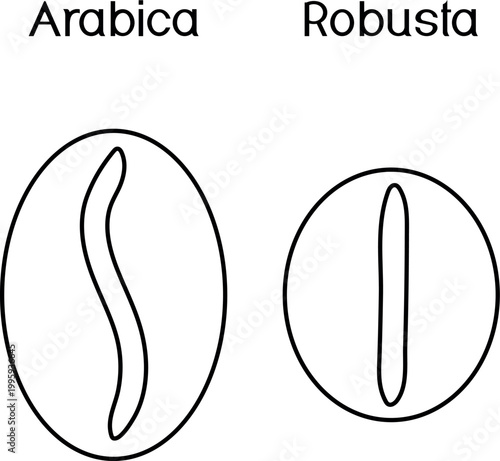 Line Art Comparison of Arabica and Robusta Coffee Bean Shapes (Coffea arabica, Coffea canephora)