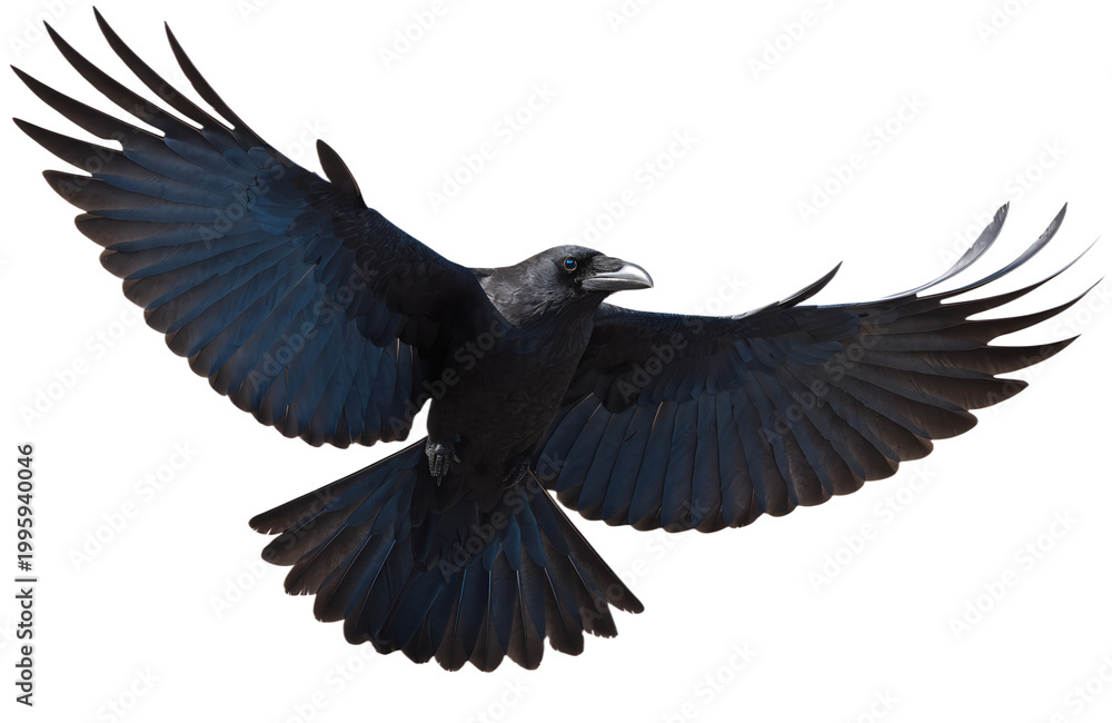 Fototapeta premium Black Raven Flying Isolated Transparent Background PNG