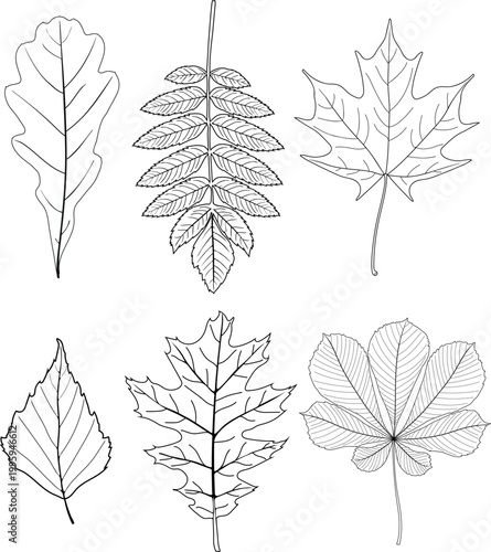 Educational tree leaves set: oak (Quercus), rowan (Sorbus), maple (Acer), birch (Betula), red oak (Quercus rubra), and horse chestnut (Aesculus hippocastanum) coloring page
