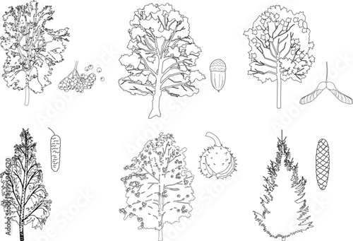 Educational trees and seeds matching set: rowan (Sorbus), oak (Quercus), maple (Acer), birch (Betula), horse chestnut (Aesculus hippocastanum), and spruce (Picea) coloring page